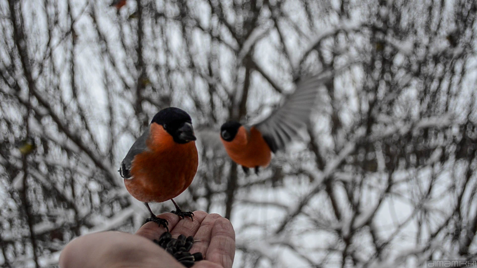 Bullfinches. - My, Bullfinches, Winter, Birds