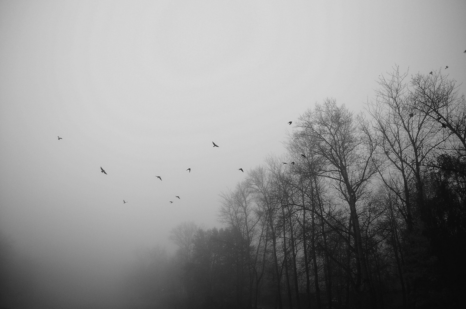 Mist. - My, Fog, The photo, Nikon, Nikon d90, Black and white photo, Longpost