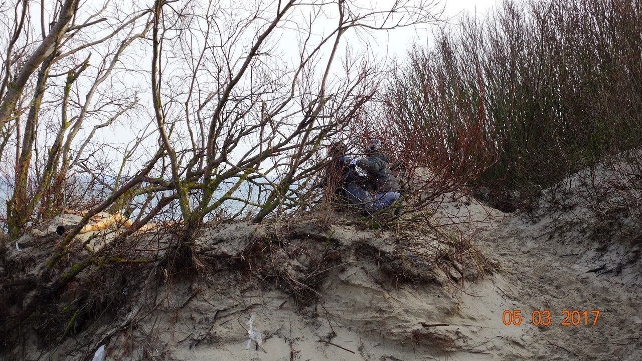 Zelenograd residents have again cleared the beach of debris. - Sea, , Kaliningrad region, Purity, Volunteers, Order, Baltic Sea, Volunteering, Longpost