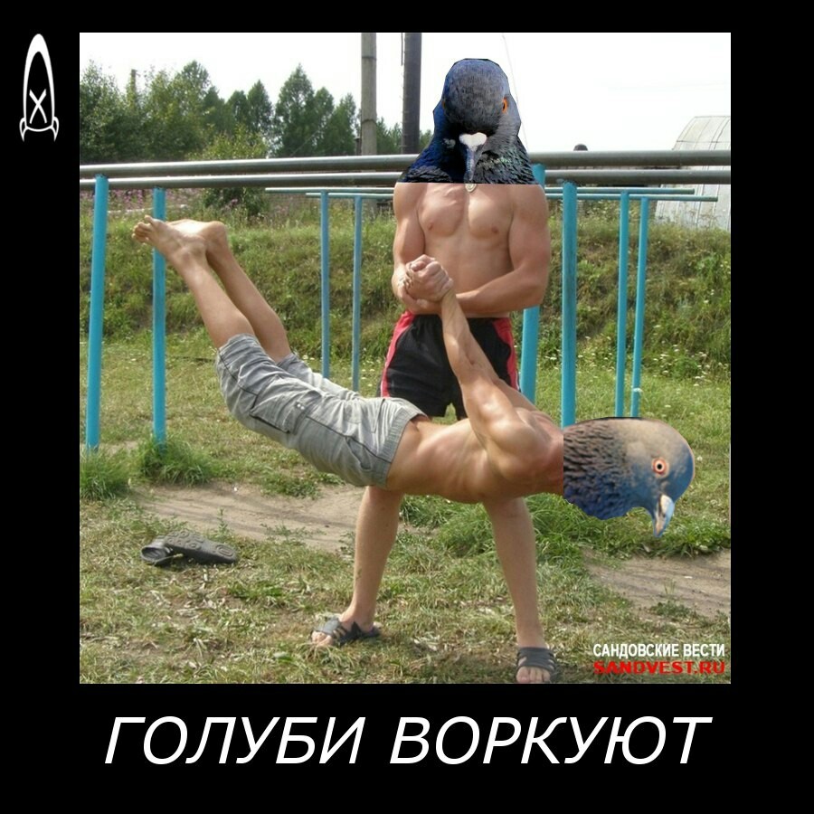 Голуби - Моё, Воркаут, Птицы, Креатив, Юмор