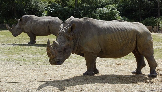 In France, poachers entered the zoo and killed a white rhino - Rhinoceros, White Rhinoceros, Zoo, Poachers, France, news