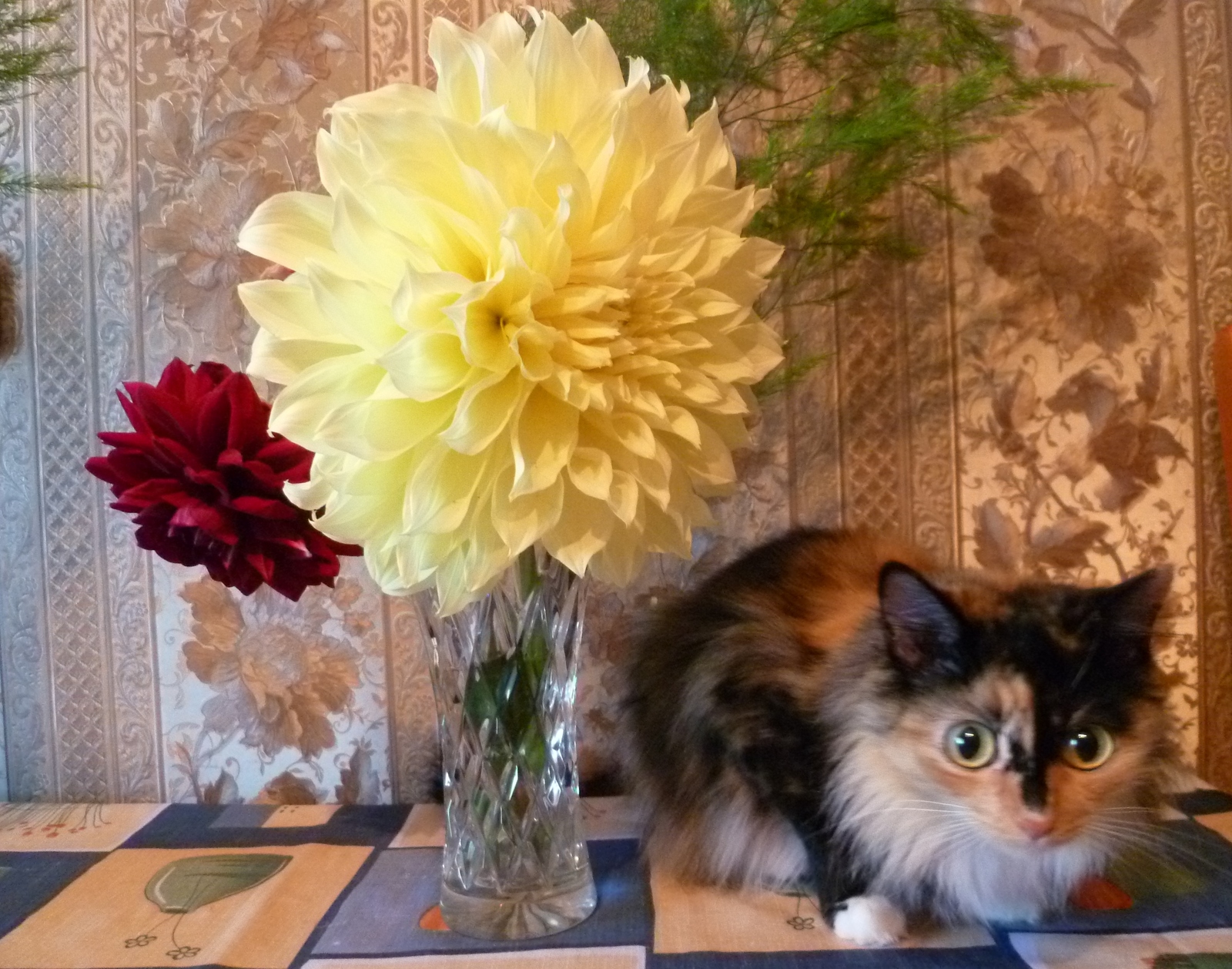 Portrait with dahlias. - My, cat, Flowers