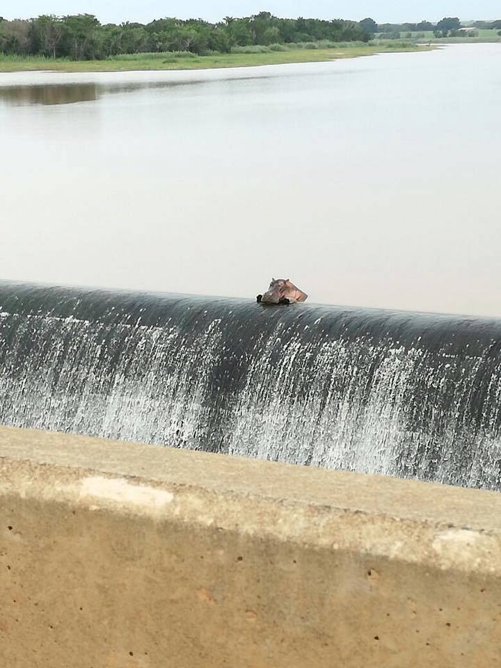 Watching the movement of cars on the bridge - Bridge, Traffic, Auto, hippopotamus, Animals, Observation