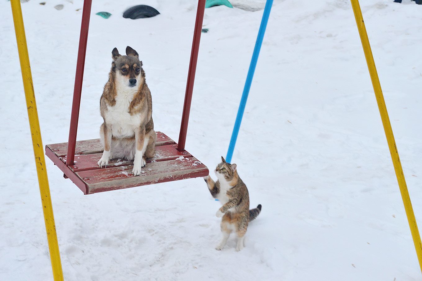 Hey, Sharik, stop being sad and let's go home, there's fresh sour cream there ... - Dog, cat, Swing, Sadness