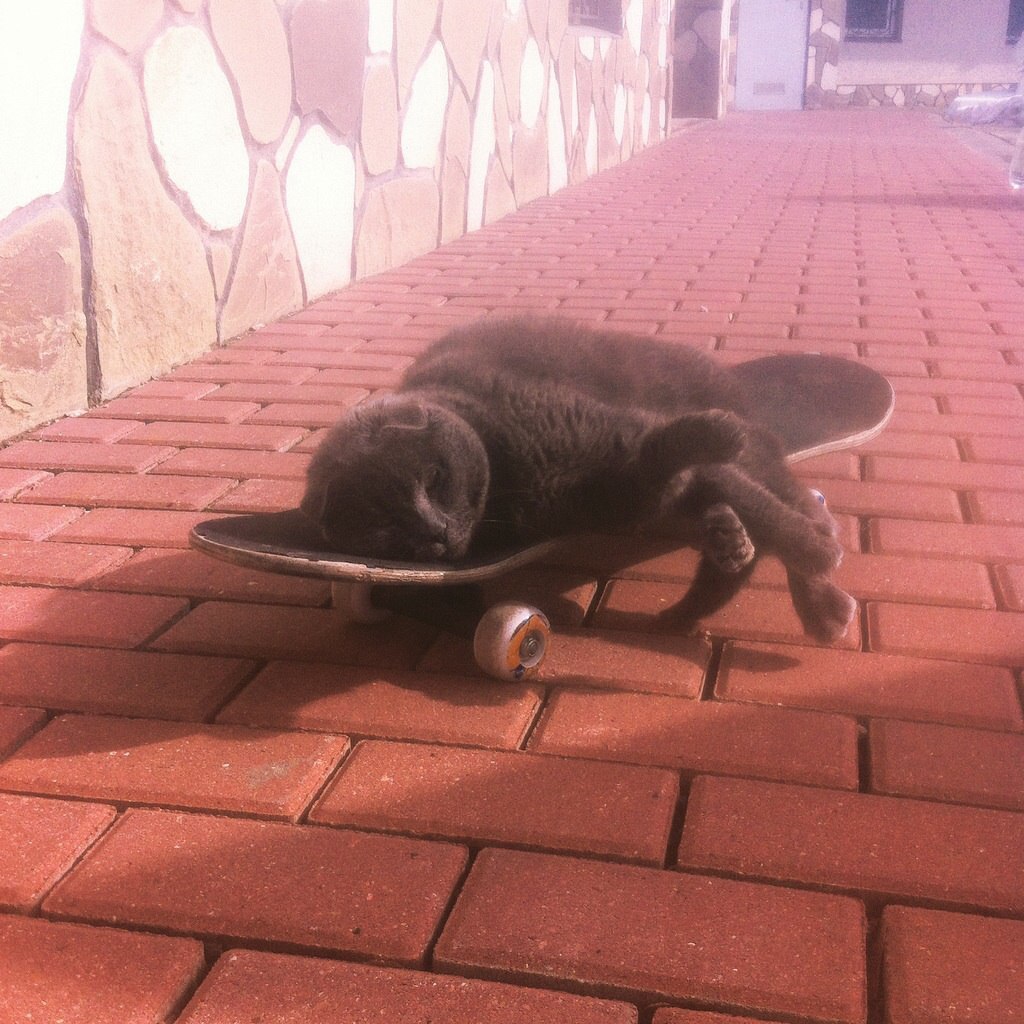 Skate and cat - My, cat, Skate, Relaxation