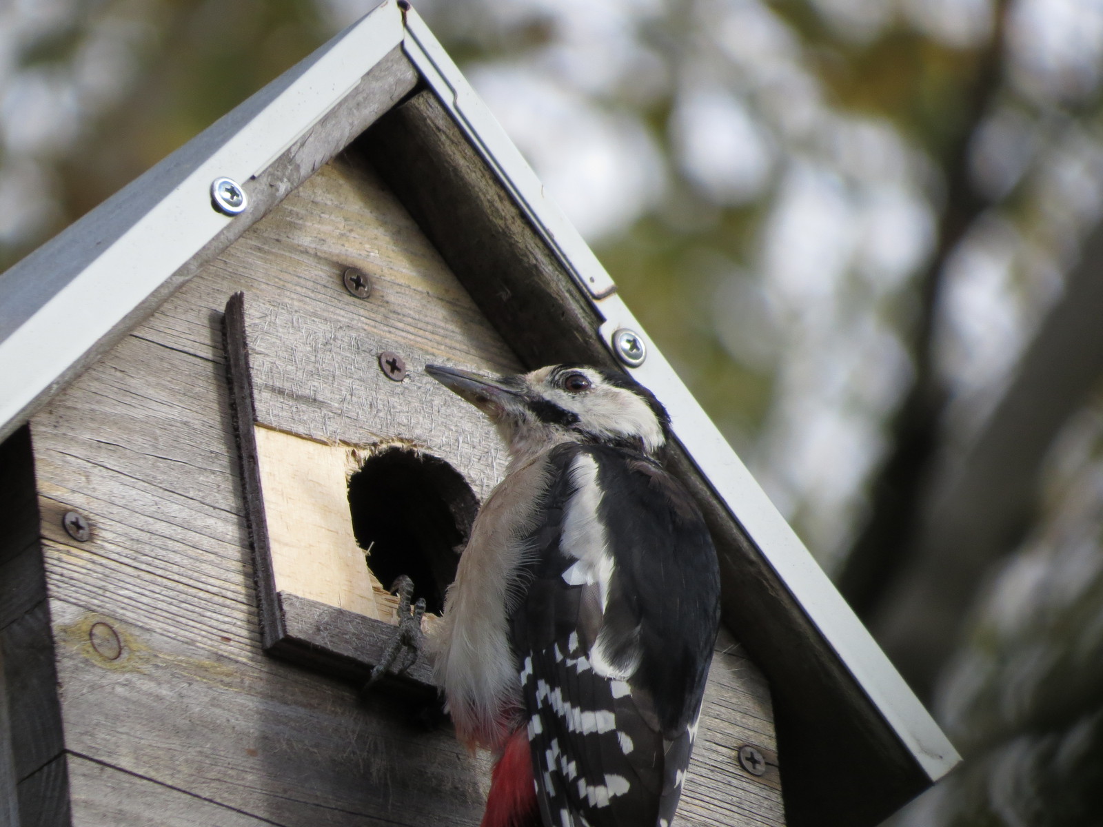 Hello woodpecker Boris from his brother - My, Woodpeckers, Woodpecker Boris, Birdhouse, , , Video, Longpost