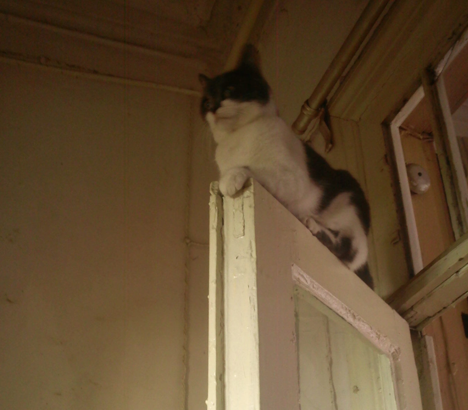 Sphinx on the door - My, cat, Homemade, Longpost