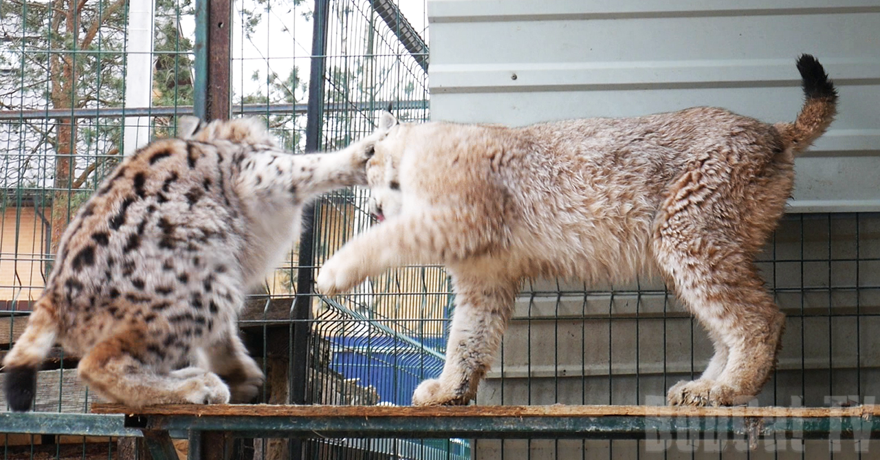 Spring has come to my lynxes :) - My, Lynx, Video, Katyavaleeva, Spring