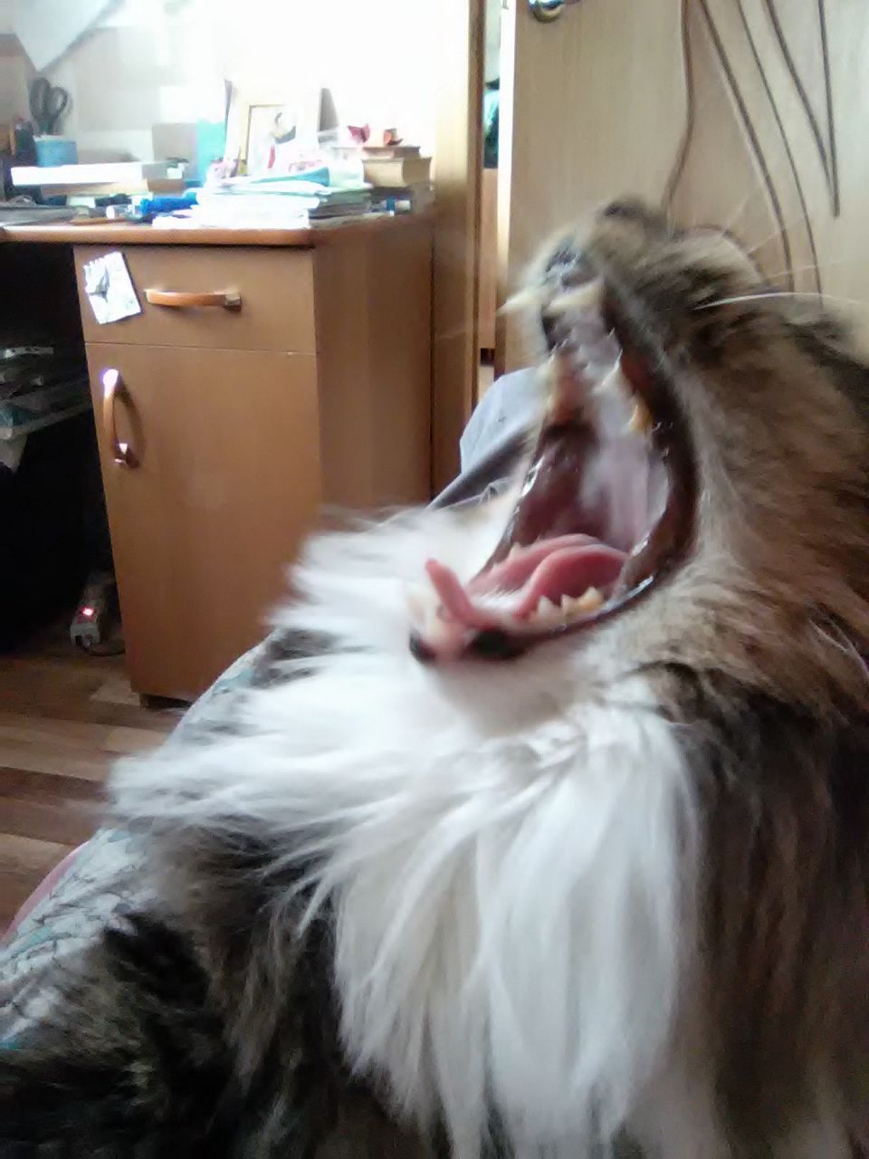 When you waited for a good shot - My, cat, Yawn, , Longpost