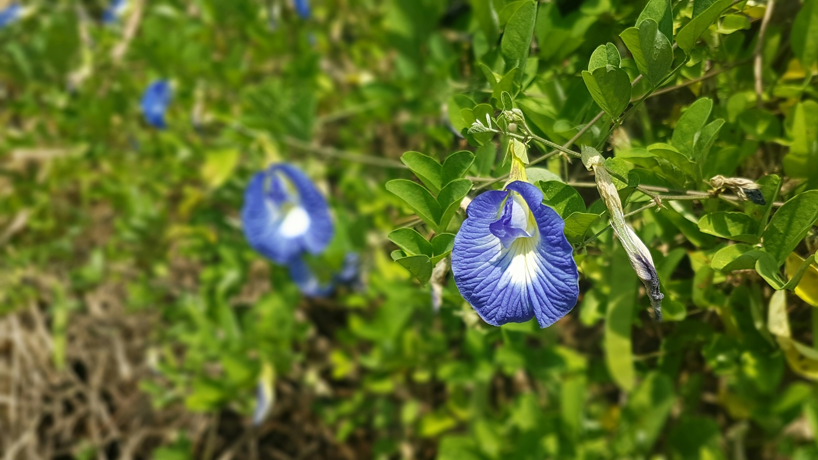 2 part flower sri lanka. I don't know the names. - My, Sri Lanka, Flowers, Nature, Longpost