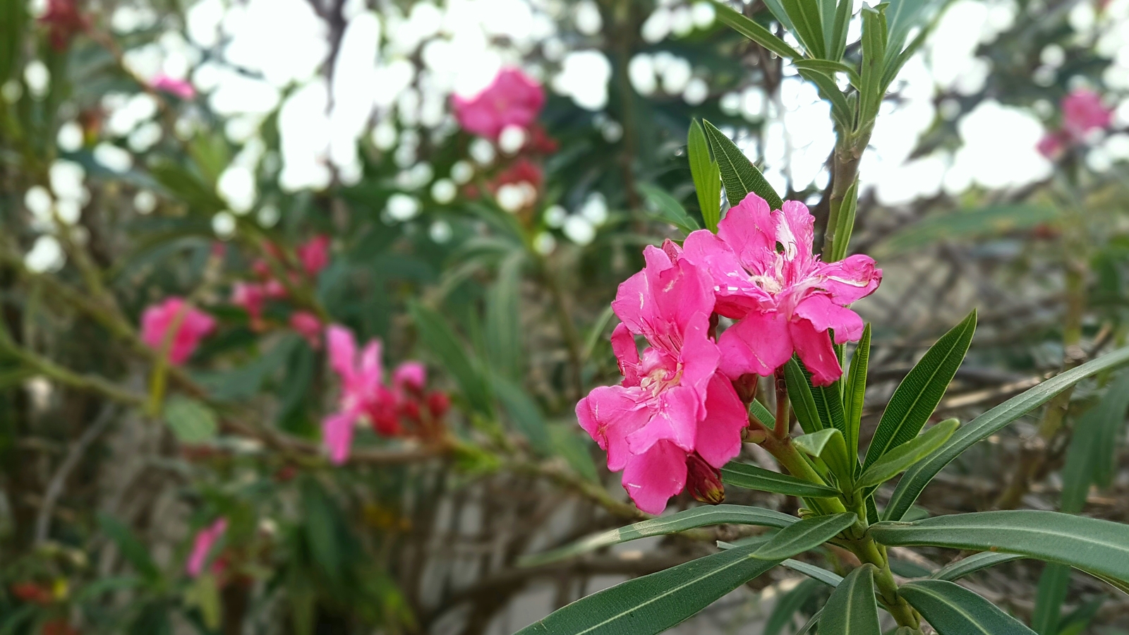 2 part flower sri lanka. I don't know the names. - My, Sri Lanka, Flowers, Nature, Longpost