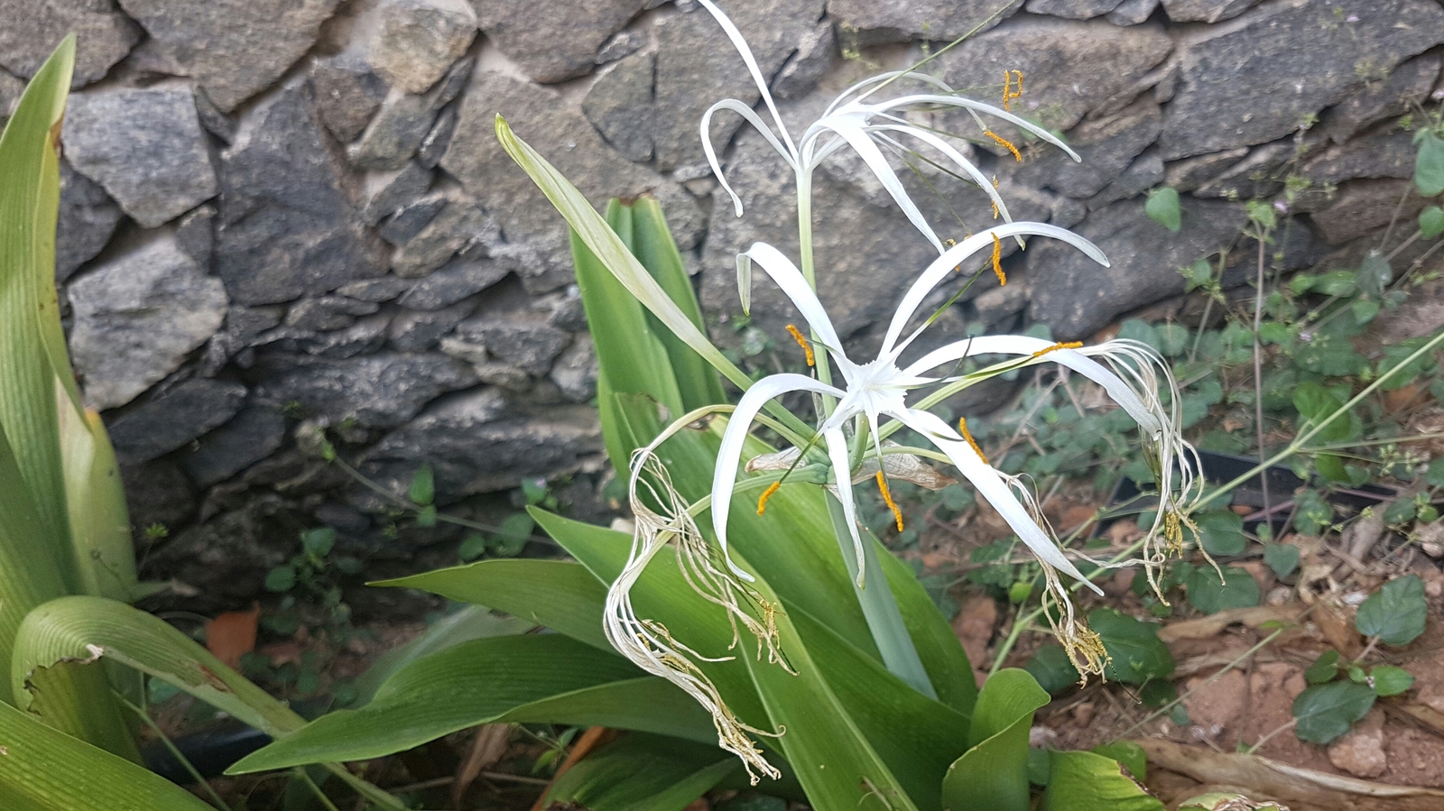 2 part flower sri lanka. I don't know the names. - My, Sri Lanka, Flowers, Nature, Longpost