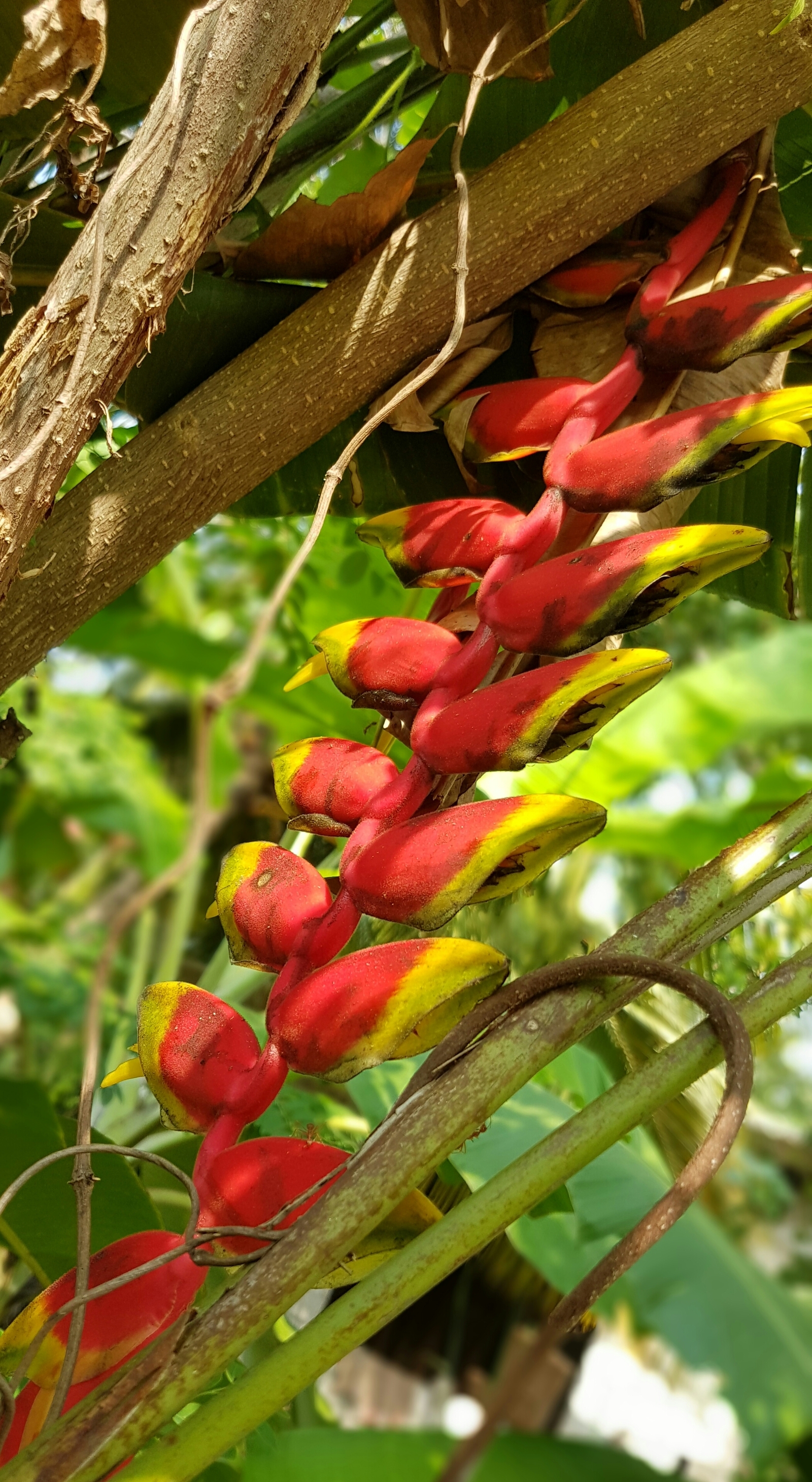 2 part flower sri lanka. I don't know the names. - My, Sri Lanka, Flowers, Nature, Longpost