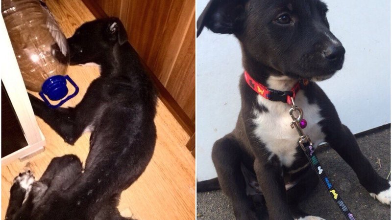 Flayers from Odintsovo starved a shelter puppy - Not mine, Flailing, Death, Dog, Hunger