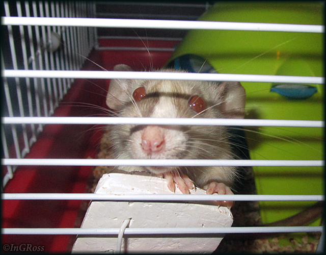 This look, when you really want to handle (Kasya). - My, My, Rat, Decorative rats, Rat Chronicles, Little Rat, The photo