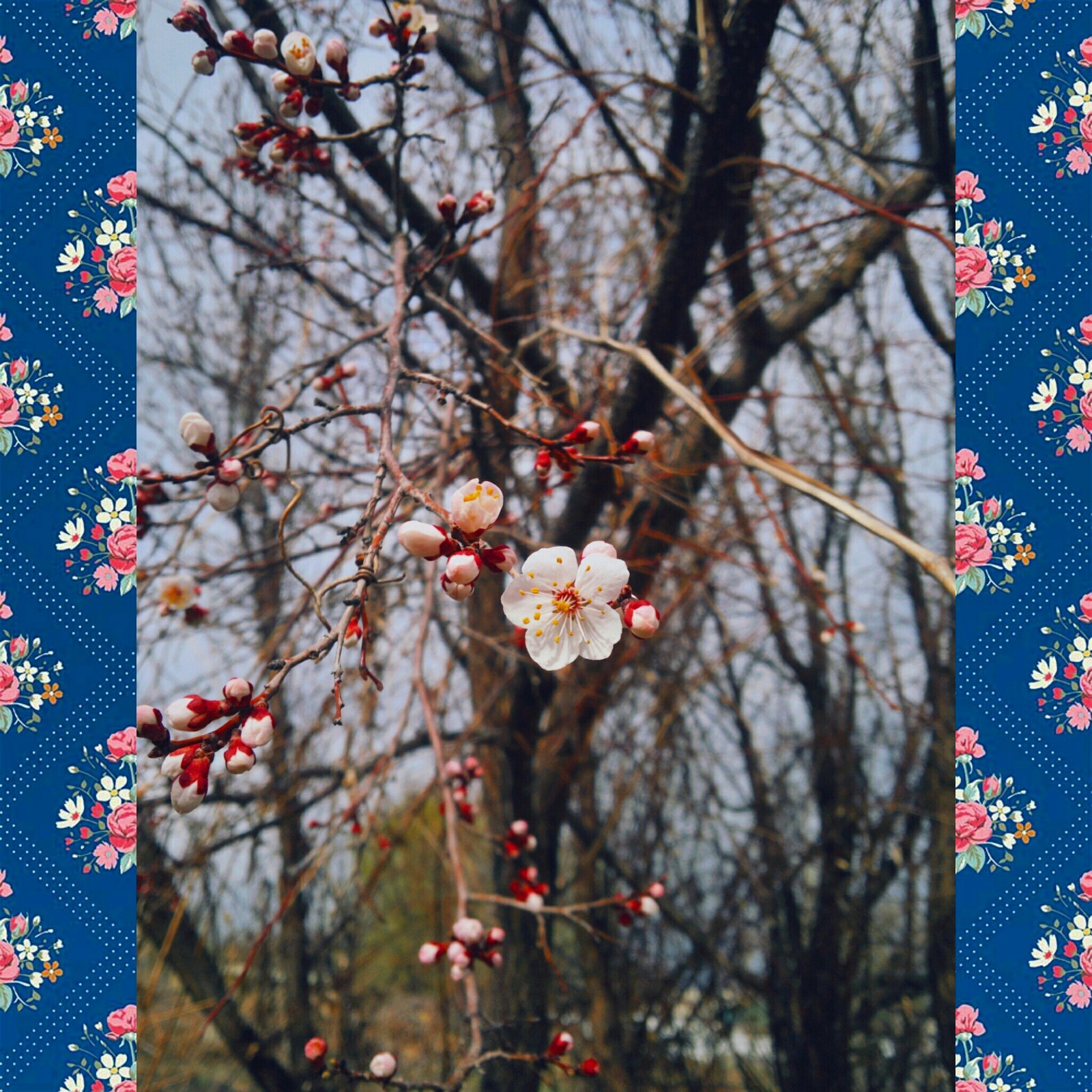 Spring) - My, Macro photography, Flowers, Spring