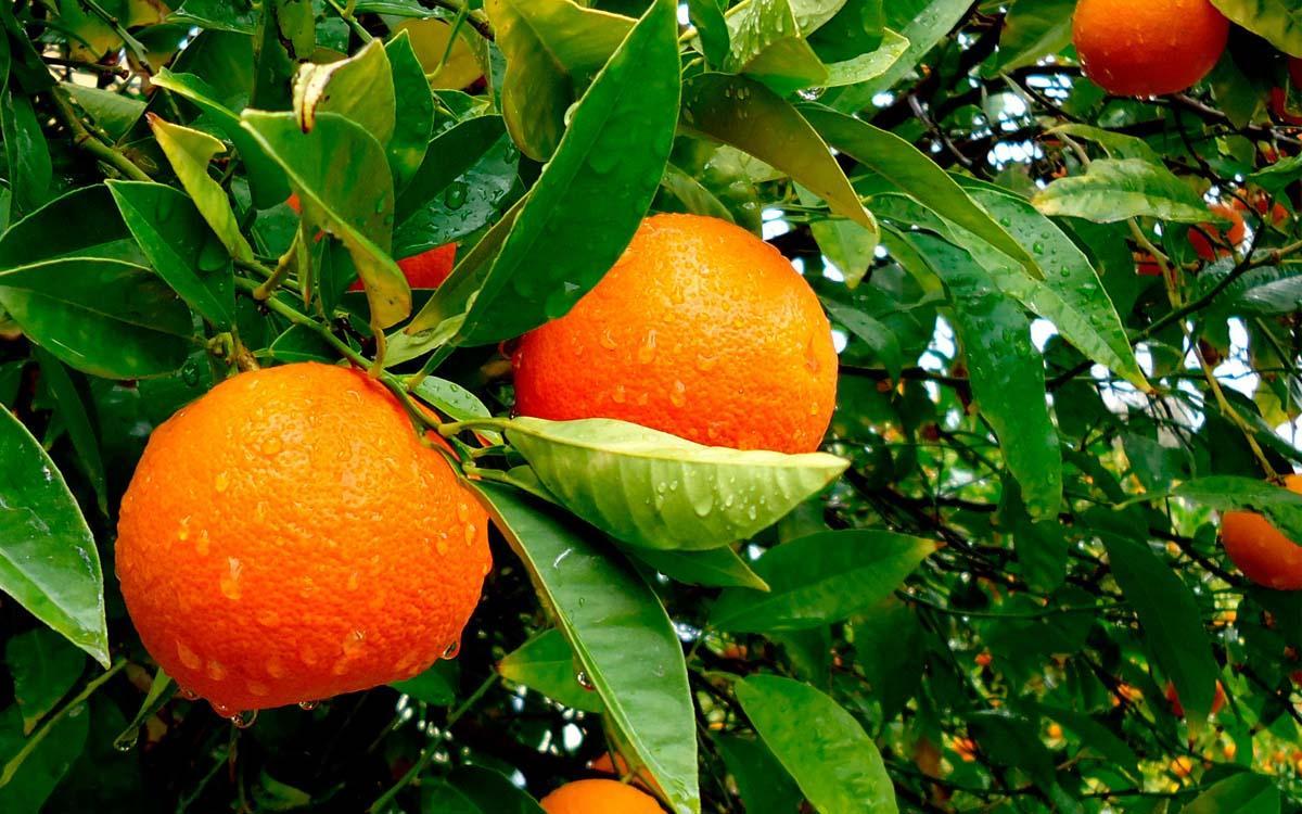 Tangerine trip. - My, Addiction, Rave, Trip, Tangerines, Tree, Russia, Severity, Psychotropic substances