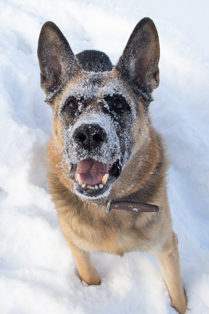 snow dog - My, Dog, Snow, Walk, The photo