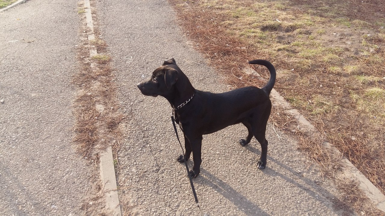 We give the handsome man in good hands - Dog, Is free, Krasnodar, Labrador