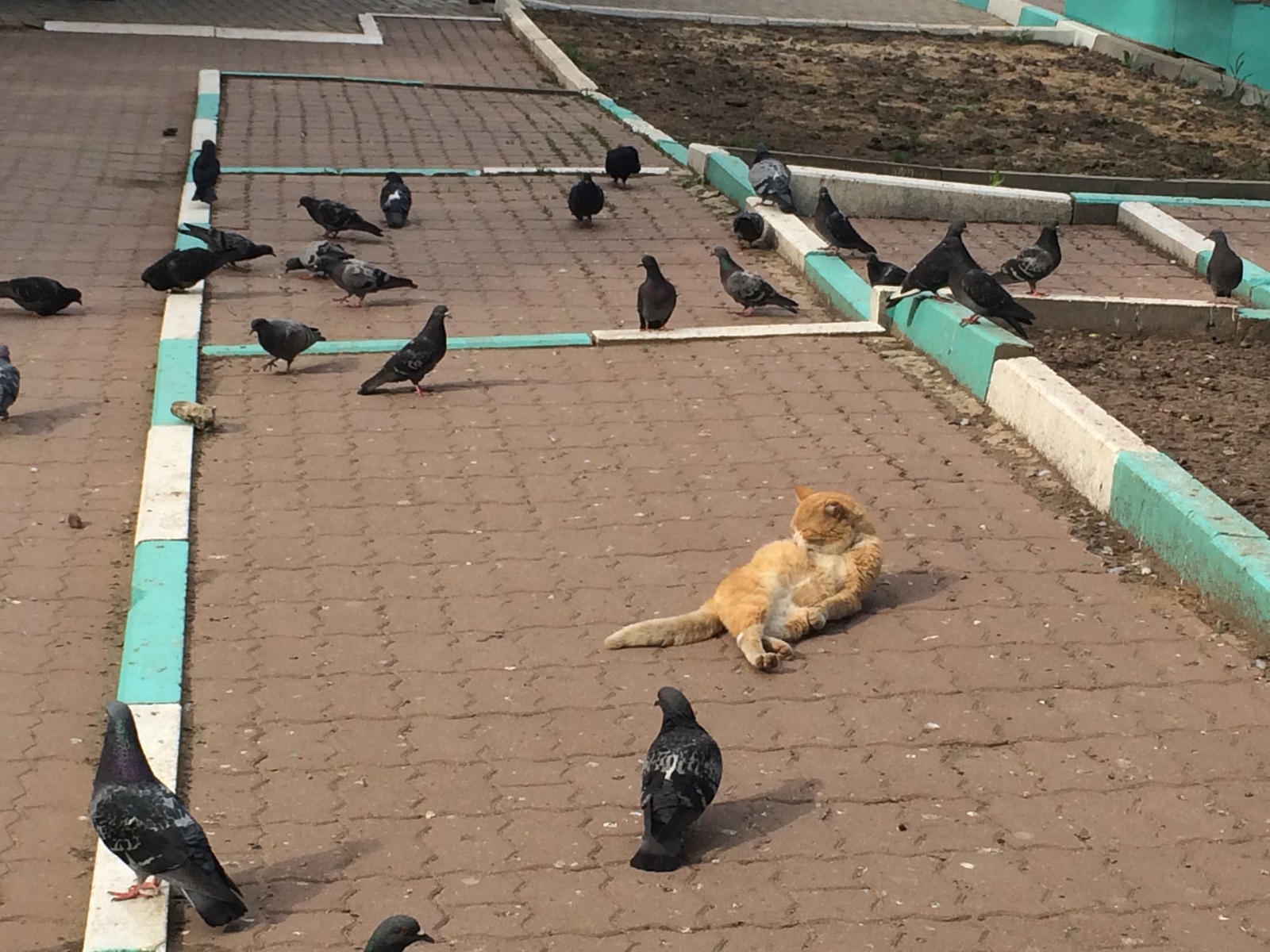 Leader of the pack - cat, The photo, Stupino, Pigeon