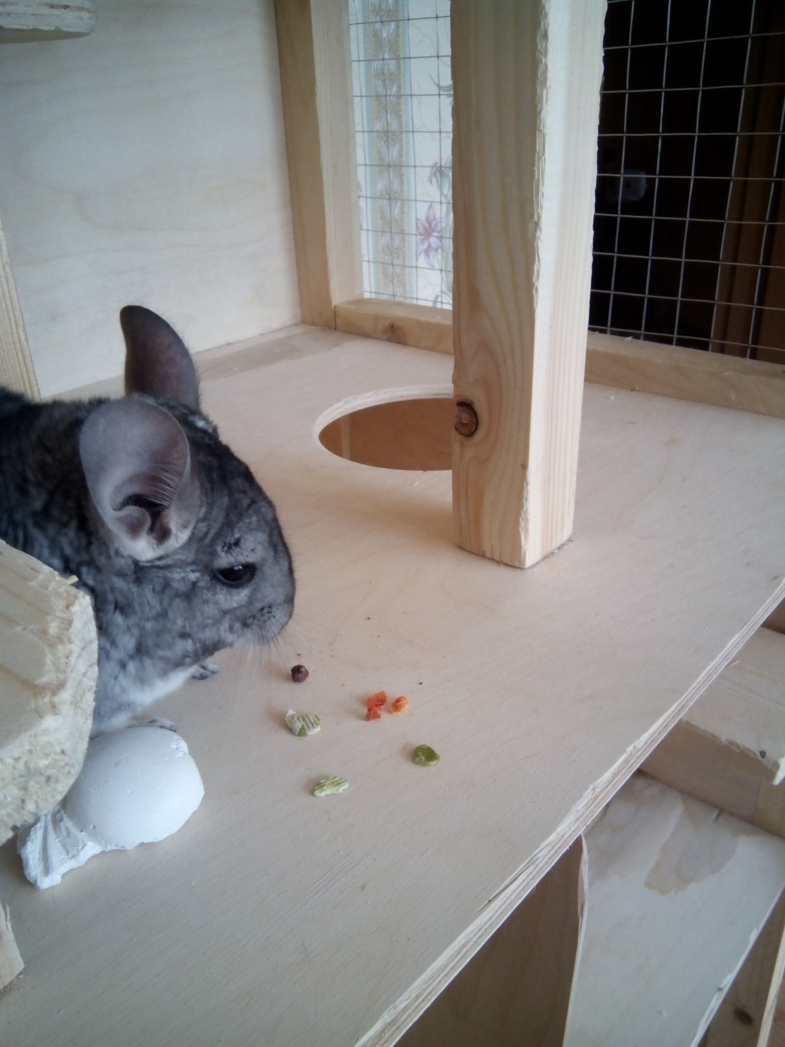 Hard choice ... - My, Chinchilla, Food, Yummy, Difficult choice, Longpost