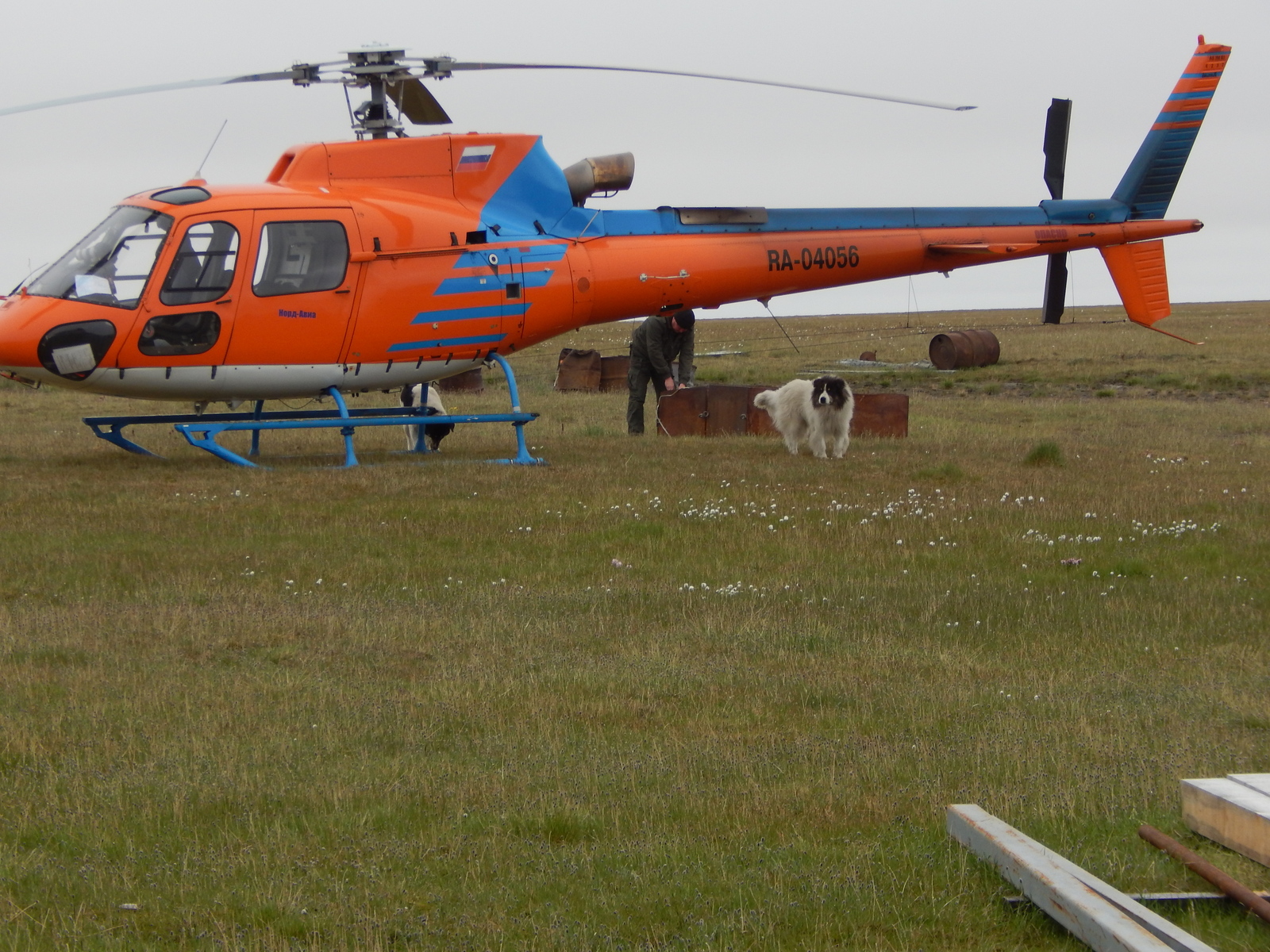 Dogs of the Arctic. - My, Dog, Arctic, Longpost