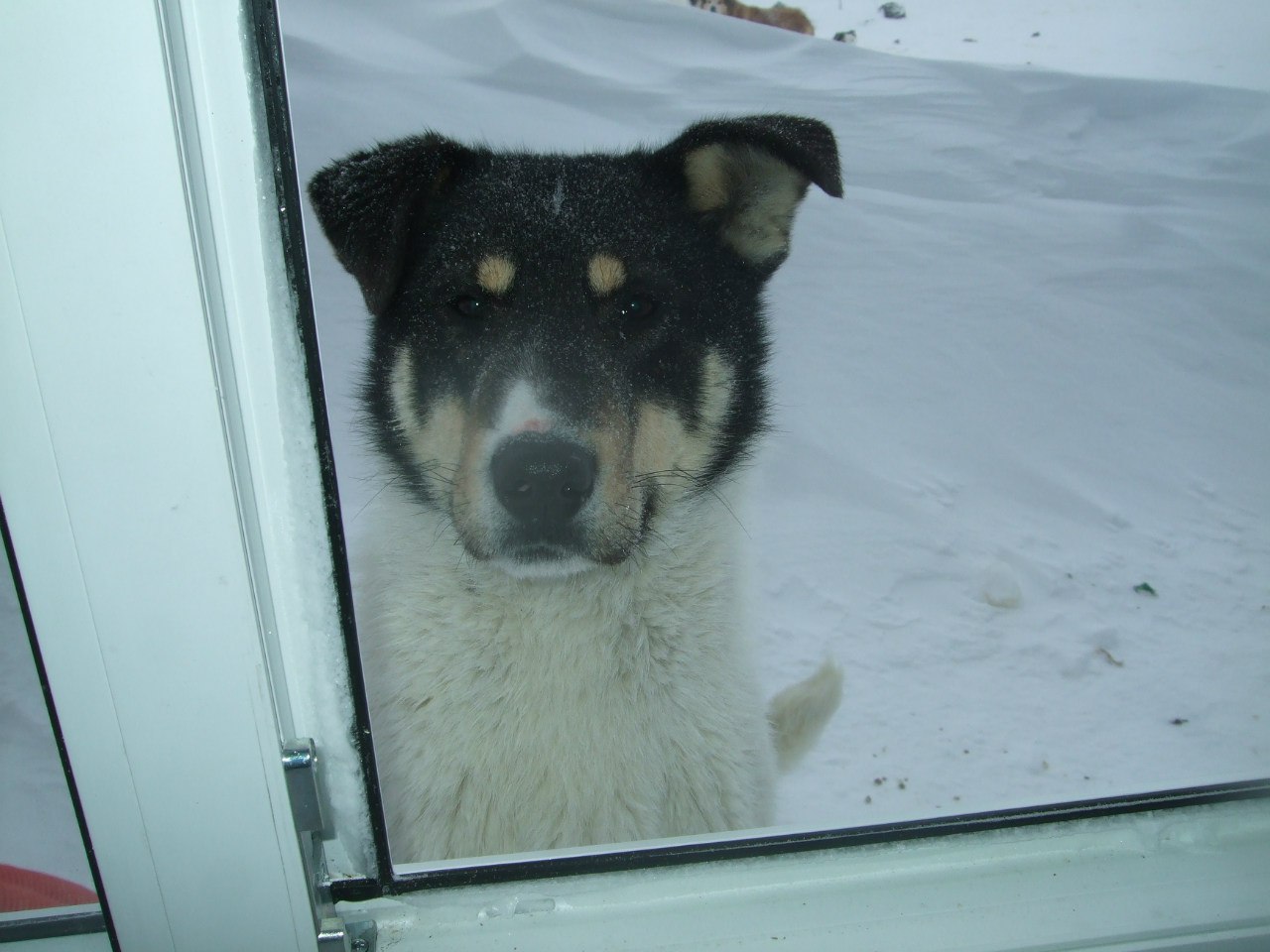 Dogs of the Arctic. - My, Dog, Arctic, Longpost