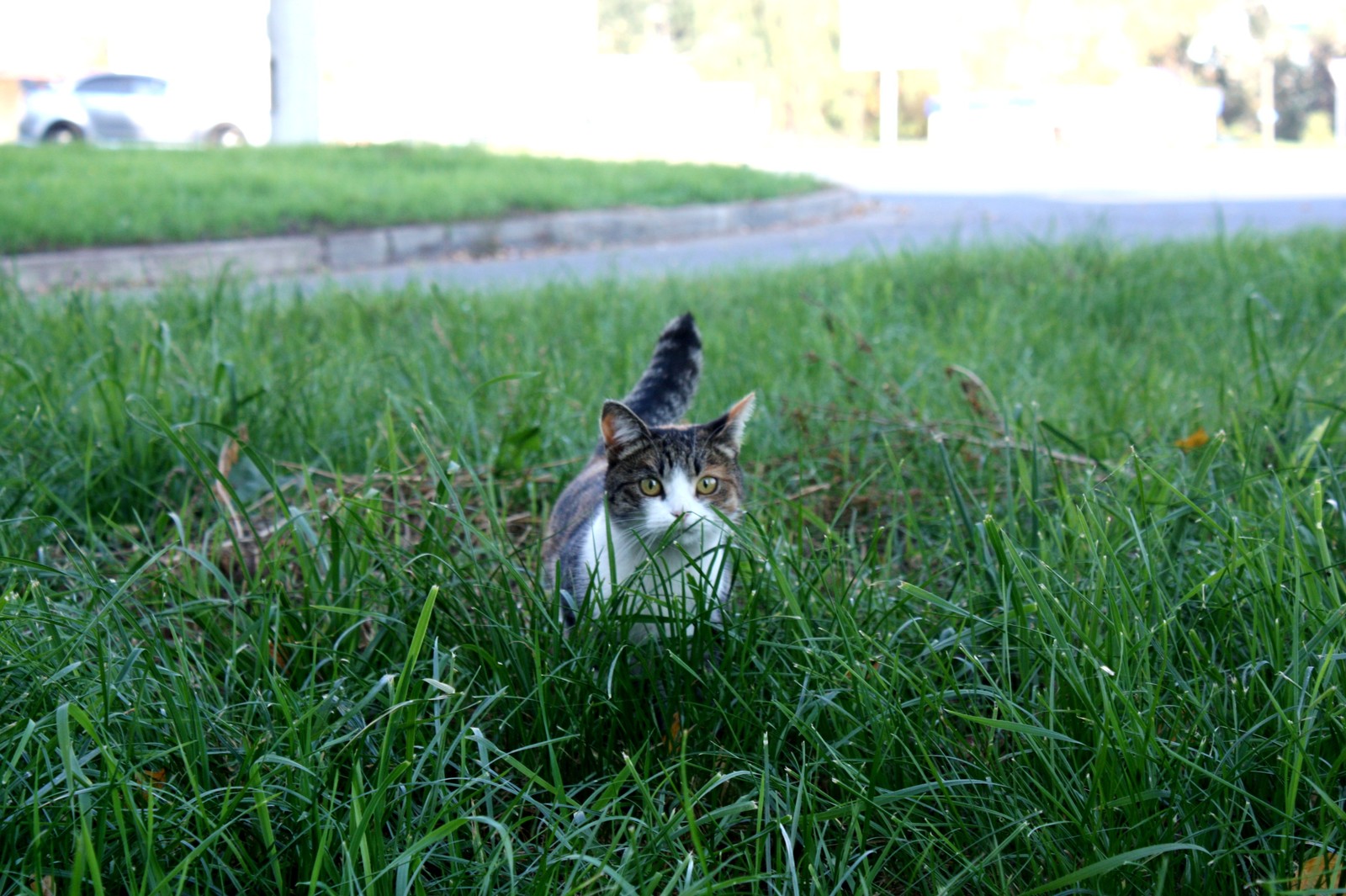 Встретил на улице котейку менее года назад. вот как бе фотосессия - Моё, Кот, Охота, Длиннопост