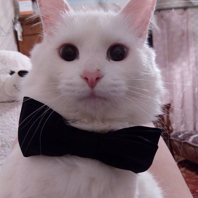 My owner... - My, cat, Gentlemen