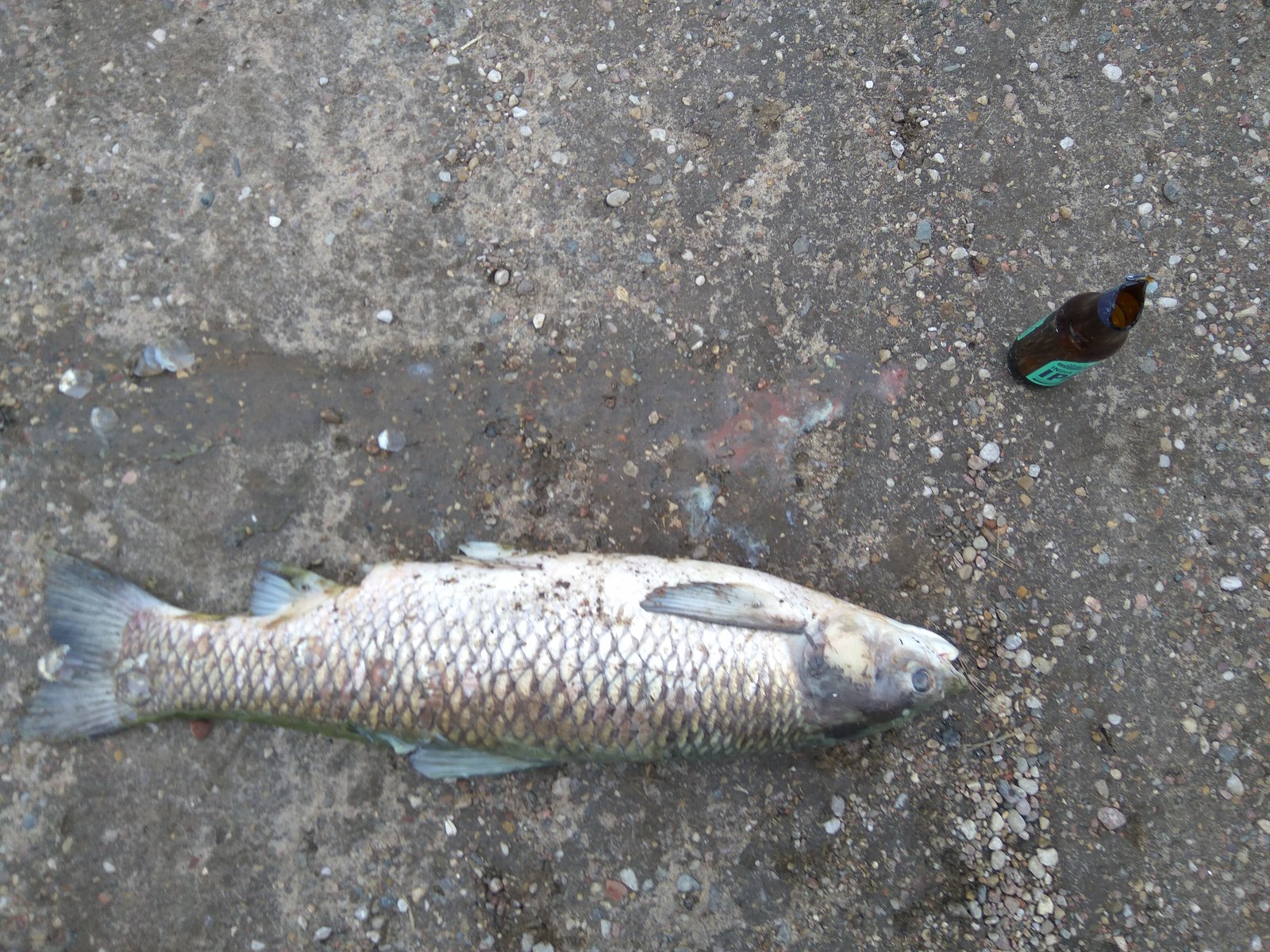 Bloated fish in the Minsk pond - , Water, Fishing, Minsk, Thrush