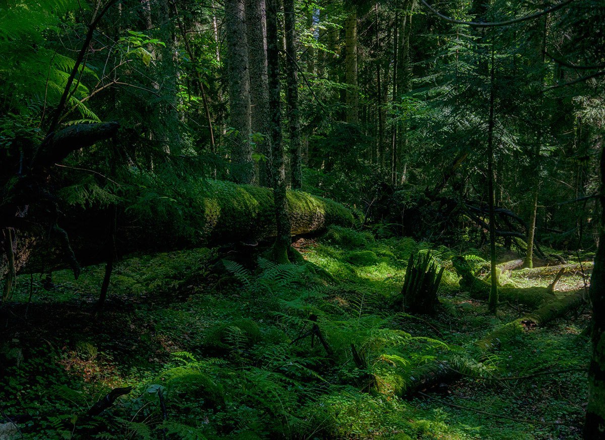 Teberda Reserve - North Caucasus, Reserve, Greenery, Russia, The photo, Nature, Forest, Landscape, Longpost, Reserves and sanctuaries