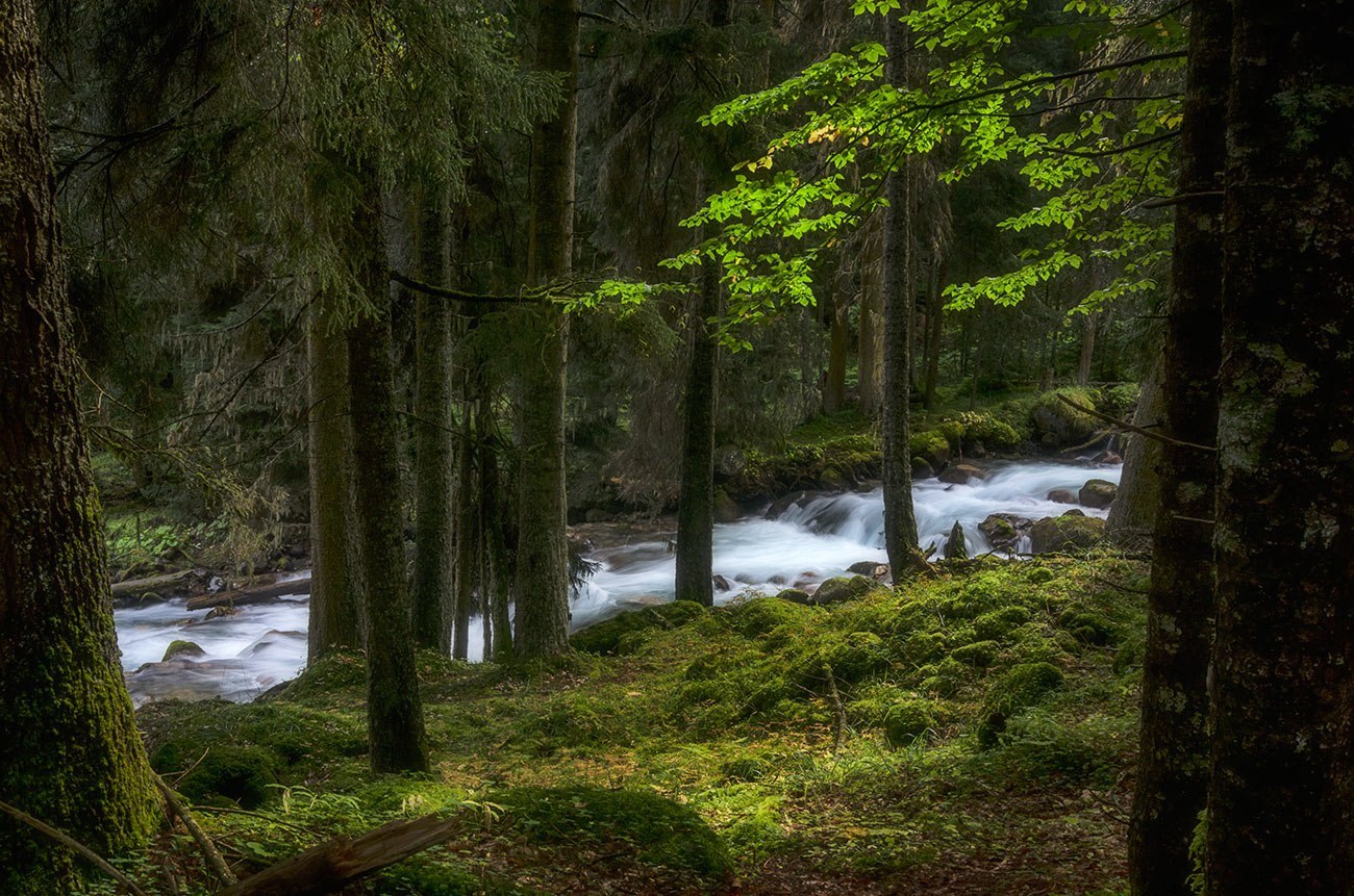 Teberda Reserve - North Caucasus, Reserve, Greenery, Russia, The photo, Nature, Forest, Landscape, Longpost, Reserves and sanctuaries