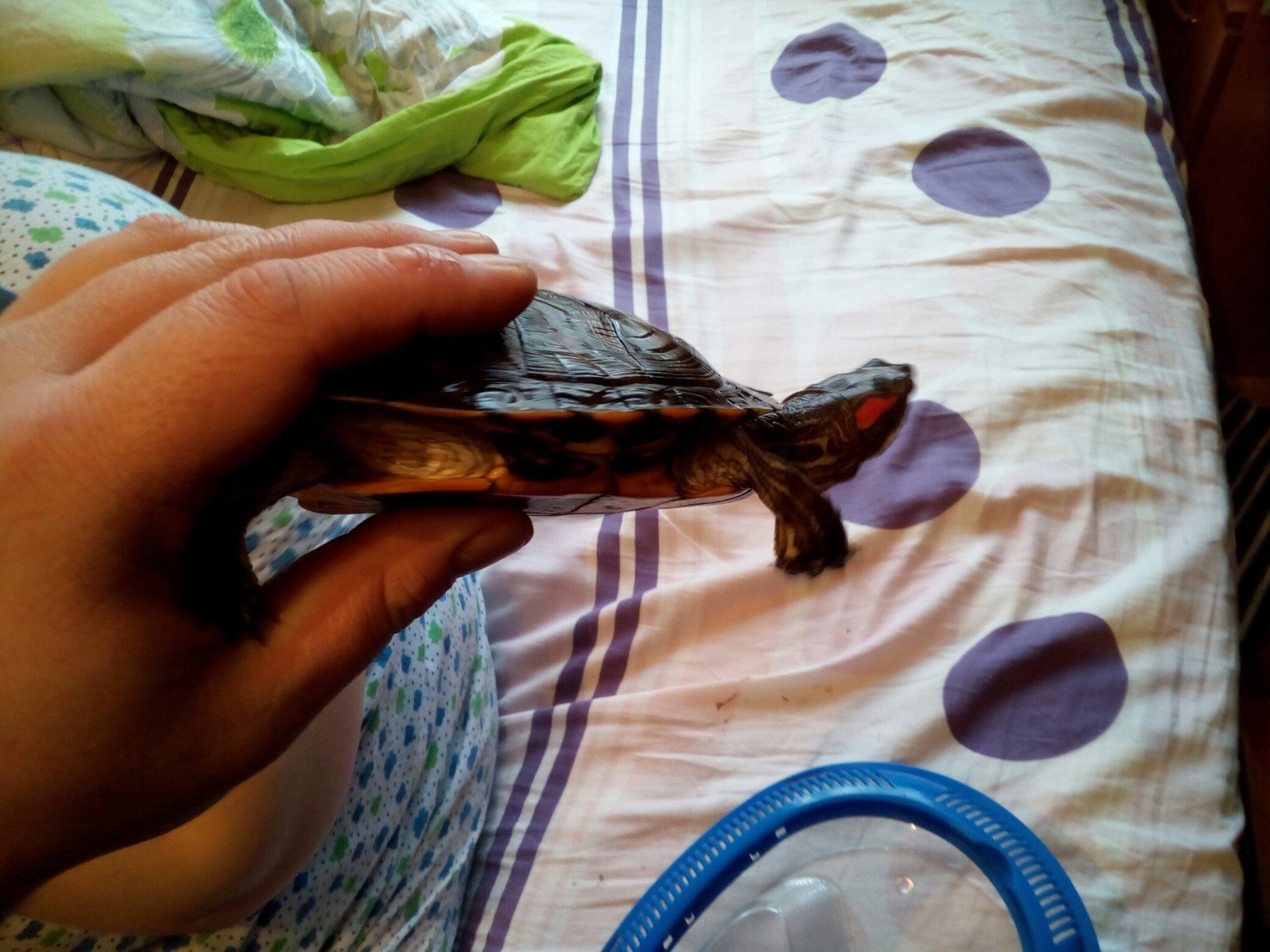 Cute red-eared turtles - My, Turtle, I will give, Is free, Moscow, Longpost, Help, In good hands, I'll give it to good hands