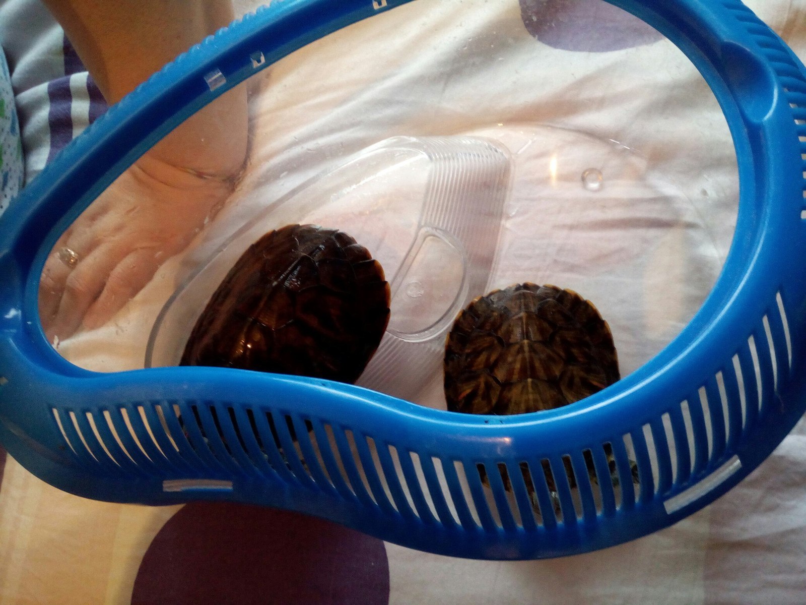 Cute red-eared turtles - My, Turtle, I will give, Is free, Moscow, Longpost, Help, In good hands, I'll give it to good hands