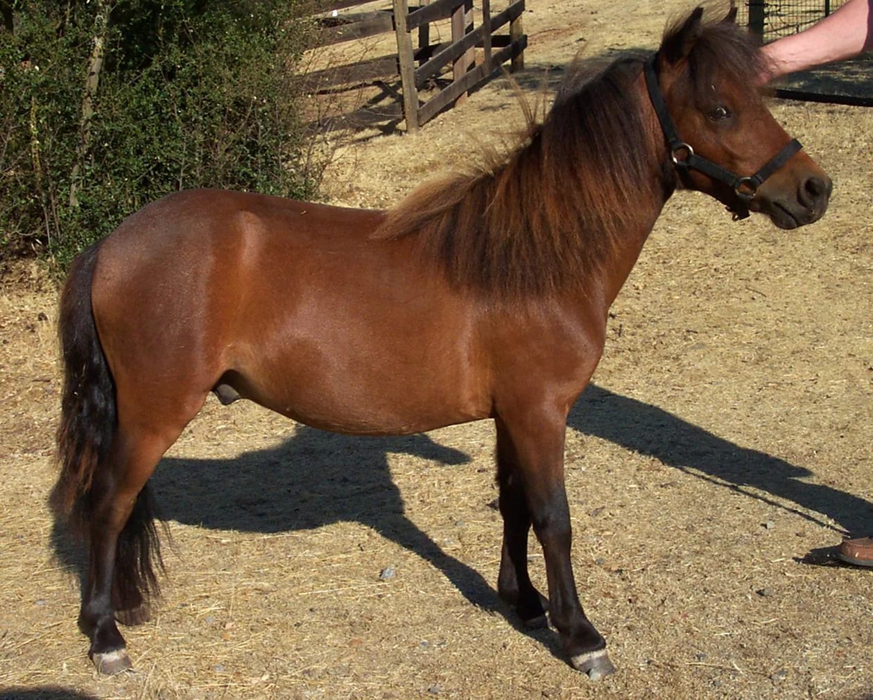 Little horses - Horses, Breed, Small, Longpost