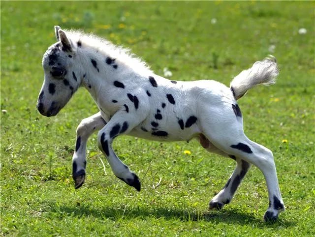 Little horses - Horses, Breed, Small, Longpost