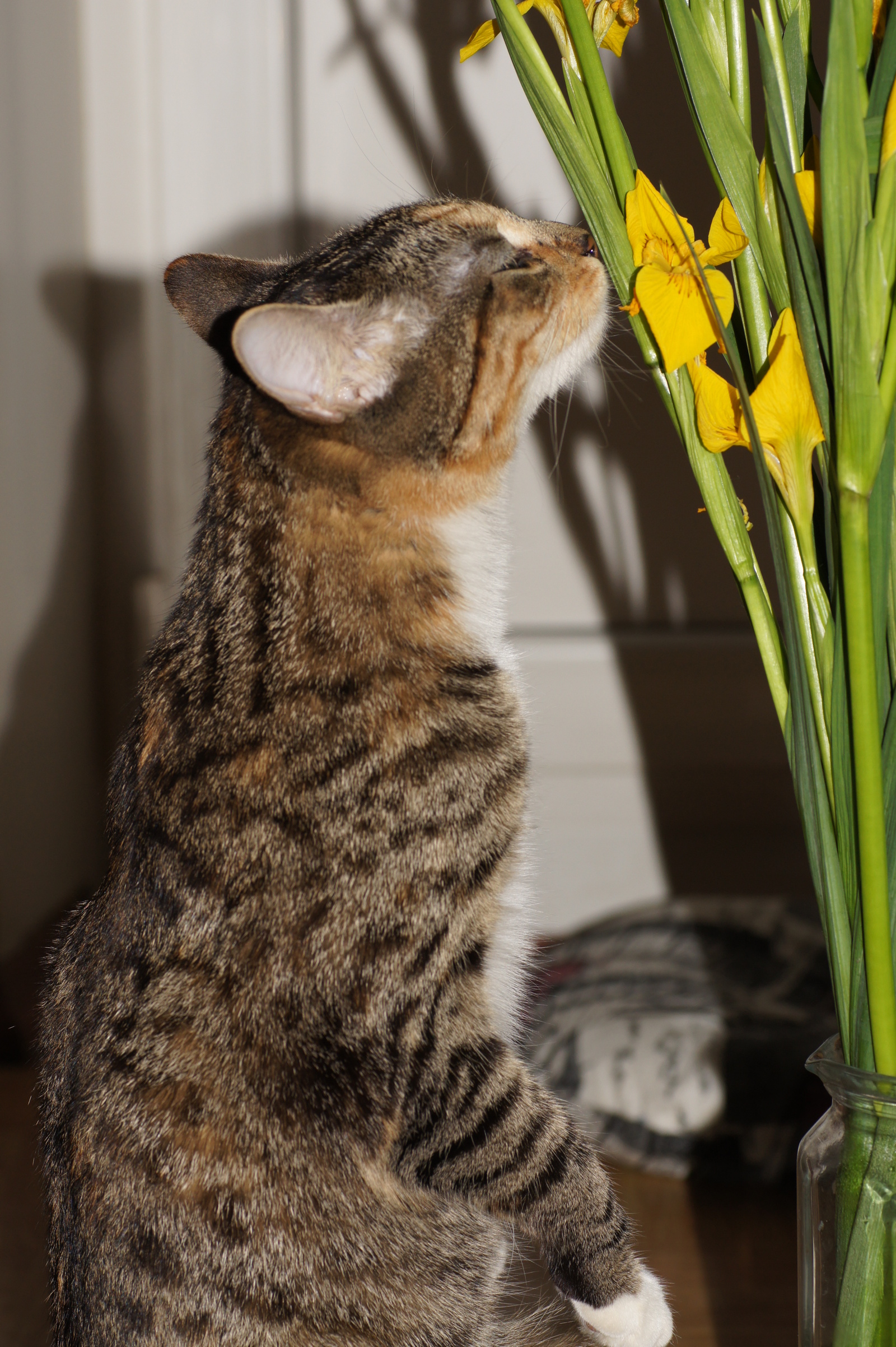 Curious cat. - My, cat, On hind legs, The photo, Longpost