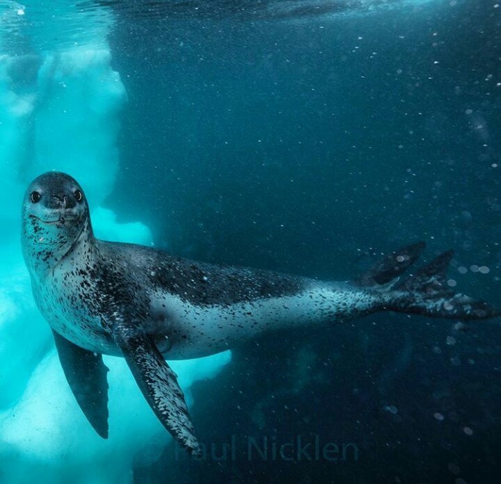 Photogenicity is on the rise - The photo, Milota, Photogenic, Leopard seal