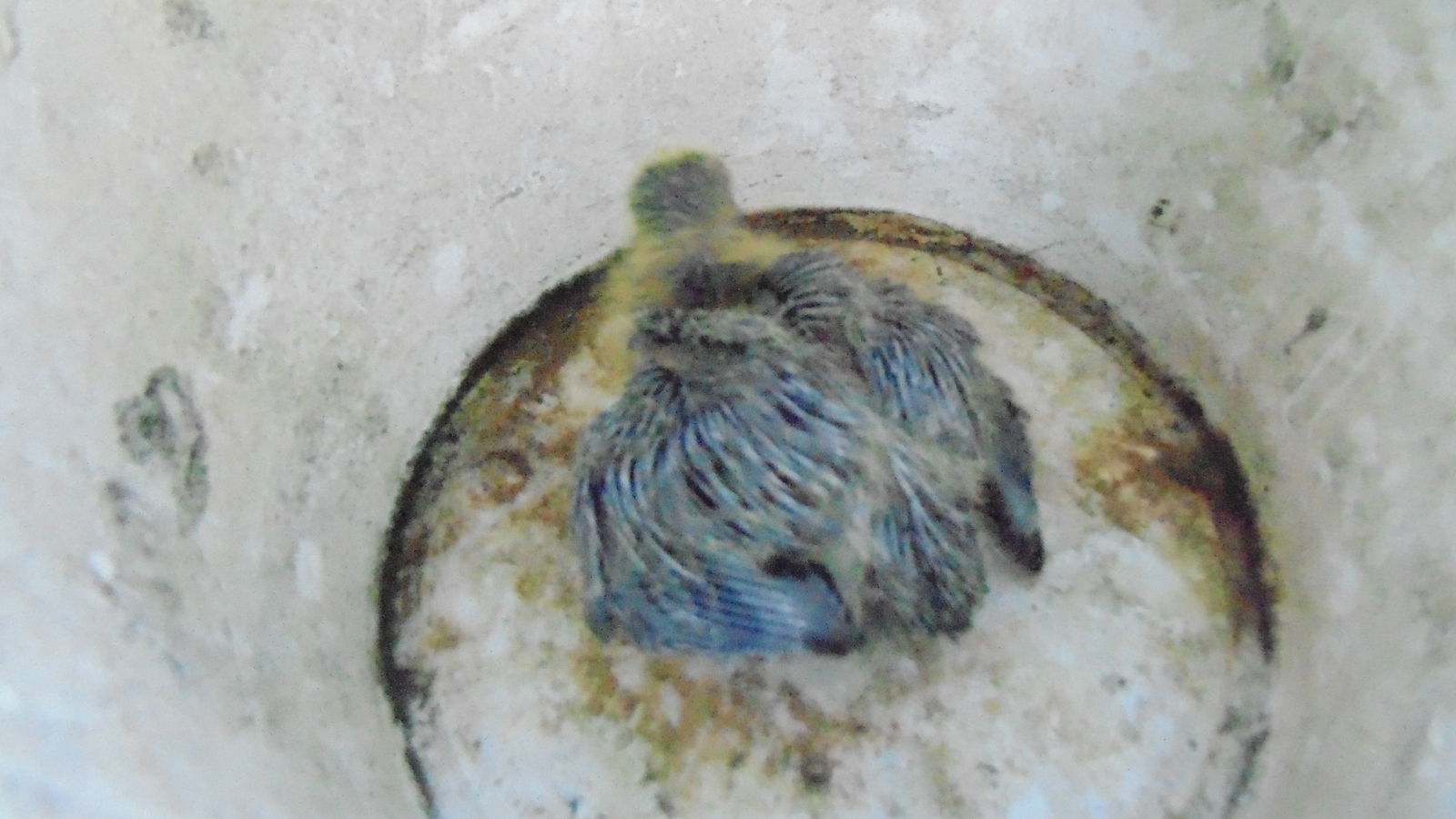 Help post Chelyabinsk, pigeon chick: - My, Birds, Pigeon, Help, Chelyabinsk, Helping animals