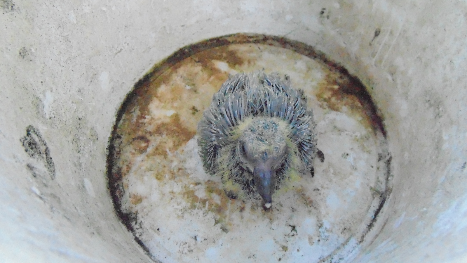 Help post Chelyabinsk, pigeon chick: - My, Birds, Pigeon, Help, Chelyabinsk, Helping animals