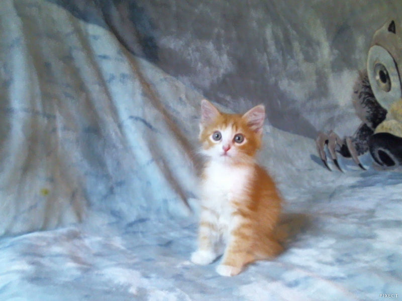 My kitty ^_^ - My, cat, Redheads, Milota