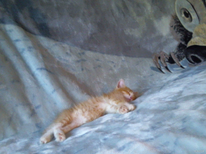 My kitty ^_^ - My, cat, Redheads, Milota