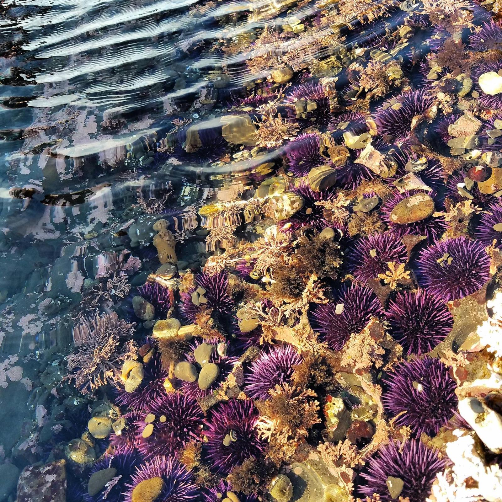 Sea urchins in Half Moon Bay, CA - The photo, USA, Ocean, Sea urchin