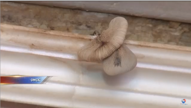 Mushrooms have grown on the ceiling of Omsk's apartment. - My, Omsk, Omsk TV, Omichi, Roof, Utility services