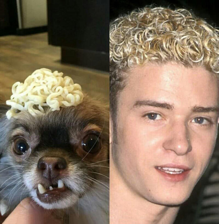 find 10 differences - Justin Timberlake, Chihuahua, Doshirak, Dog, 9GAG