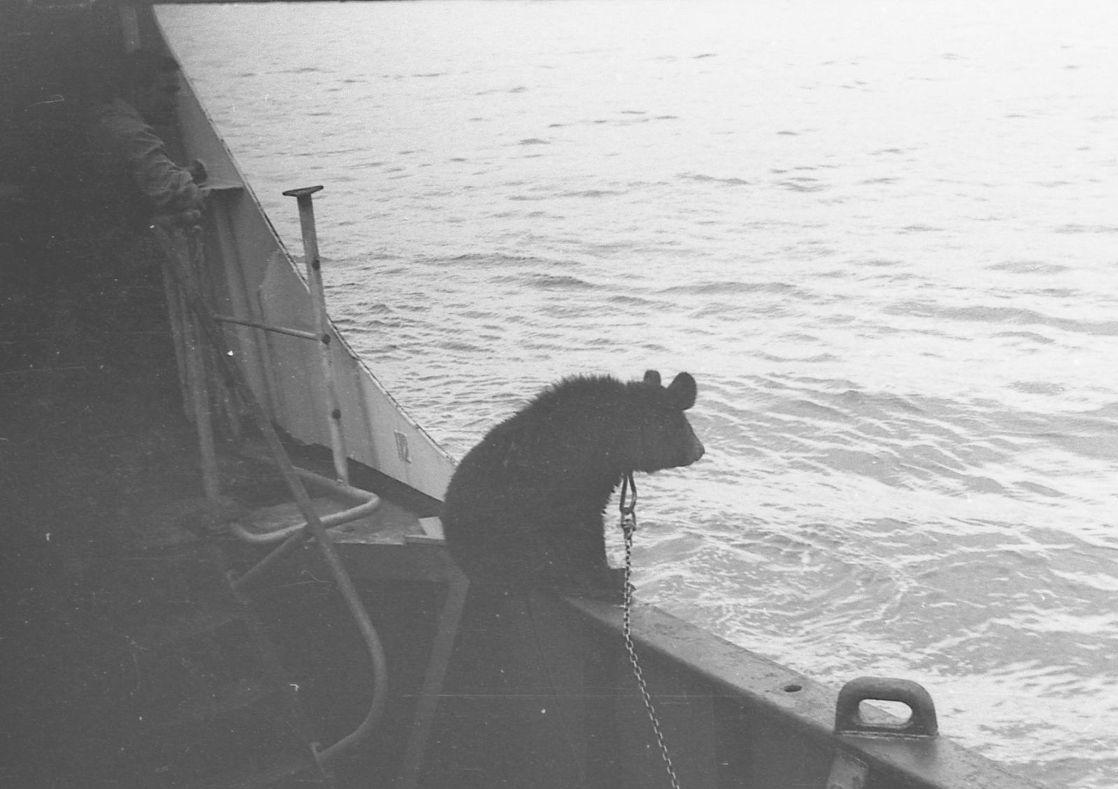 bear watch - My, Sakhalin, The Bears, Vessel, Sailors