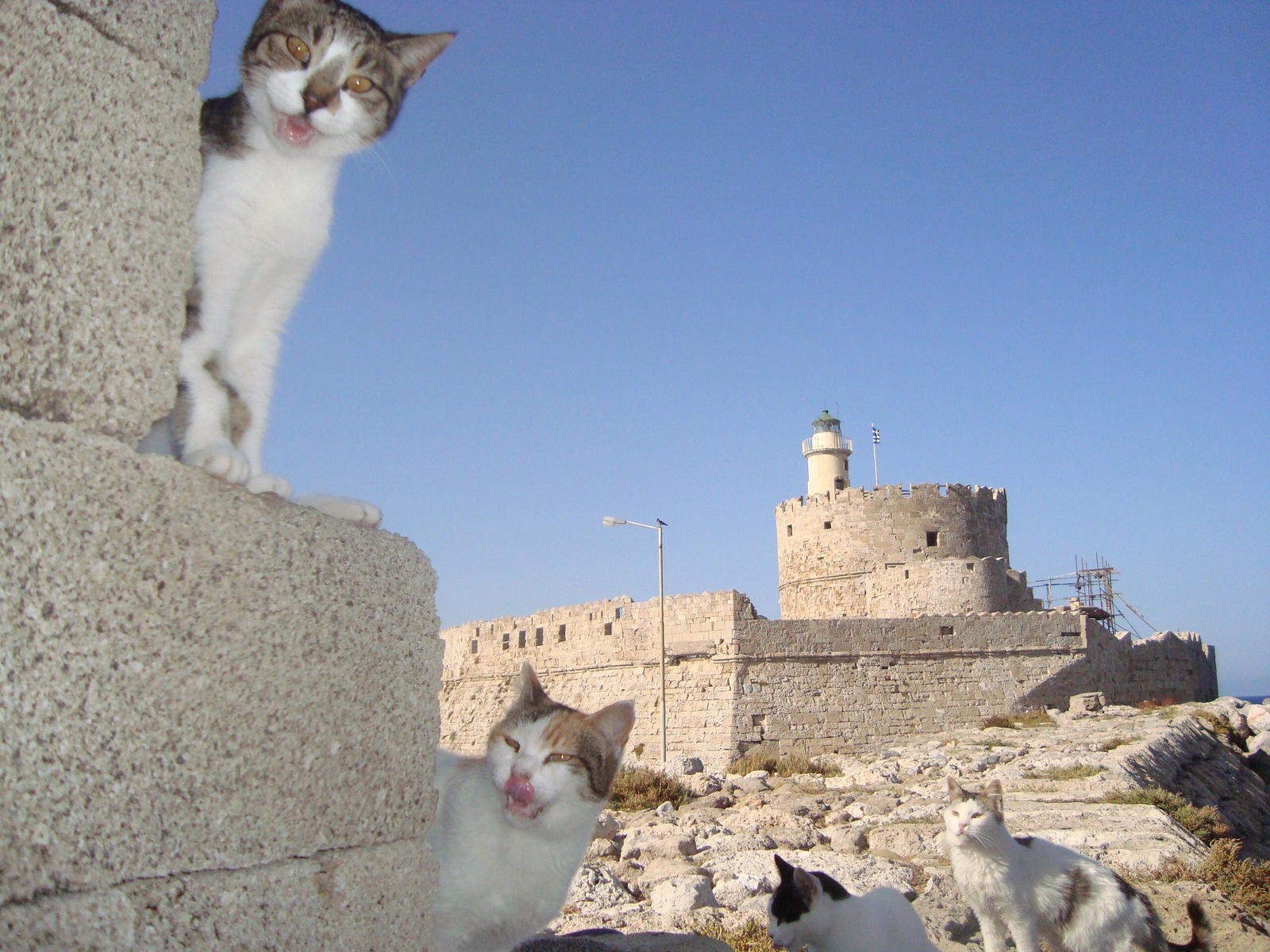 Rehabilitation - My, Greece, cat, Rhodes, Colossus of Rhodes