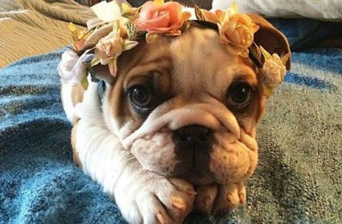 Am I a pretty girl? - Dog, Milota