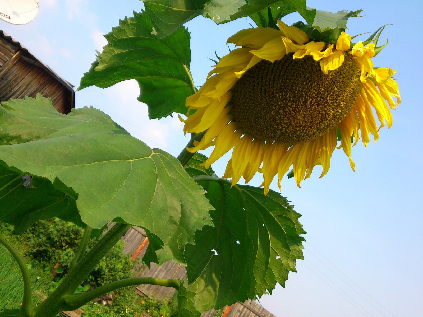 A piece of summer in your feed - My, Sunflower, Summer, ribbon, Dacha