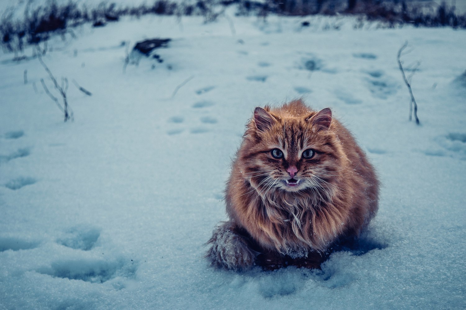 Kerch all-season cats) - My, Kerch, cat, The photo, Animals, Longpost